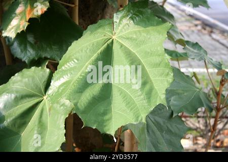 Bild mit der Oberseite der Blätter des Bayurbaums (Pterospermum acerifolium). Stockfoto