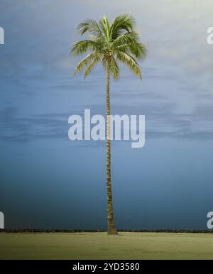 Retro-gefiltertes Foto Einer einzigen großen Palme am Waikiki Beach, Hawaii Stockfoto