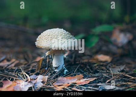 Amanita Pantherina, auch bekannt als Panther Cap, False Blusher und Panther Amanita: Heilung und Heilpilz im Wald. Kann für Mikrodosierung, spirituelle Praktiken und schamanische Rituale verwendet werden Stockfoto