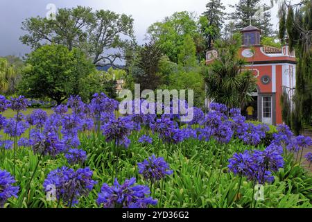 Blaue Lilie (Agapanthus afrikanus) Blumen, Kapelle, Blandys Garten, Funchal, Madeira Insel Stockfoto