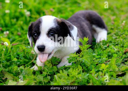 Welsh Corgi Cardigan liegt auf dem Gras. Ein Haustier. Ein wunderschöner Vollblut-Hund. Das Konzept des Kunstwerkes für gedruckte Ma Stockfoto