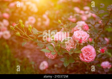 Üppige Buschrosen mit Beleuchtung. Wunderschöne Rose. Artikel über die Pflege von Rosen. Der Sträucher blüht. Fotos für gedruckte Produkte. Stockfoto