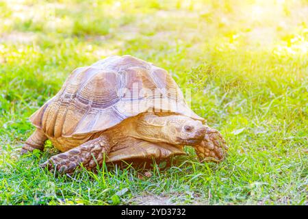 Eine große Schildkröte kriecht auf dem Gras. Langsames Tier. Ein Tier in freier Wildbahn. Schildkröte auf dem Gras. Ein Tier in einer Schale. Natur. Arktisch Stockfoto