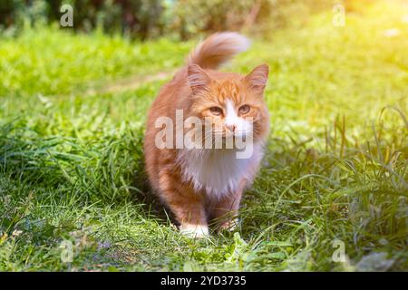 Rote Katze auf dem grünen Gras. Ein Haustier. Eine gewöhnliche Katze. Katze auf einem Spaziergang. Wandertiere. Angst in den Augen des Tieres. Fotos für Pri Stockfoto