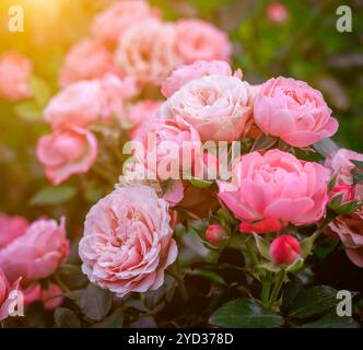 Üppige Buschrosen mit Beleuchtung. Wunderschöne Rose. Artikel über die Pflege von Rosen. Der Sträucher blüht. Fotos für gedruckte Produkte. Stockfoto