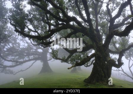 Lorbeerwald (Laurisilva) UNESCO-Weltkulturerbe, Naturschutzgebiet, Nebel, immergrün, Dorf Fanal 1236 m, Posto Florestal da Fanal, Madeira Stockfoto