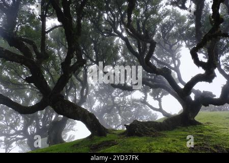 Lorbeerwald (Laurisilva) UNESCO-Weltkulturerbe, Naturschutzgebiet, Nebel, immergrün, Dorf Fanal 1236 m, Posto Florestal da Fanal, Madeira Stockfoto