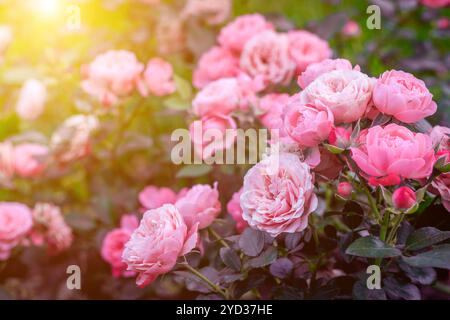 Üppige Buschrosen mit Beleuchtung. Wunderschöne Rose. Artikel über die Pflege von Rosen. Der Sträucher blüht. Fotos für gedruckte Produkte. Stockfoto