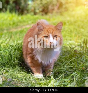 Rote Katze auf dem grünen Gras. Ein Haustier. Eine gewöhnliche Katze. Katze auf einem Spaziergang. Wandertiere. Angst in den Augen des Tieres. Fotos für Pri Stockfoto