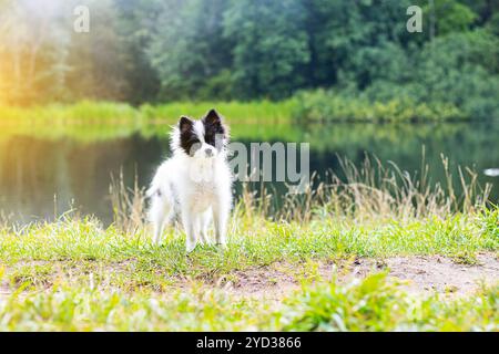 Kleiner Pommeraner auf einem Spaziergang. Kleiner Hund. Hündchen. Ein Haustier. Hund auf einem Spaziergang im Sommer. Sommerpark. Schwarz-weiß. Artikel Stockfoto