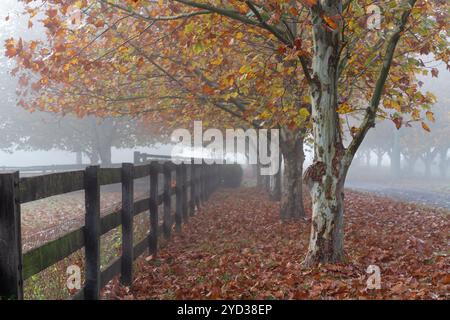 Baumreihen am nebeligen Herbstmorgen auf dem Land Stockfoto