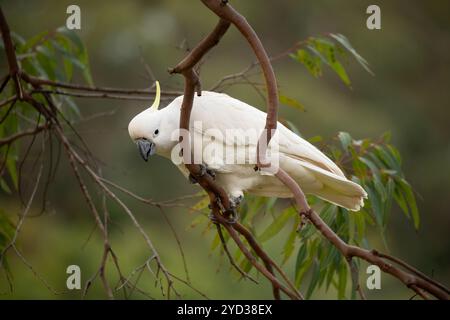 Schwefelkakadu auf einem Gummibaum im Buschland Stockfoto