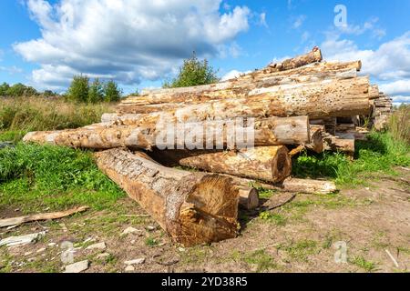 Zerbrochene alte Baumstämme stapelten sich in der Nähe einer Forststraße Stockfoto