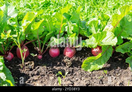 Rettich mit grünen Blättern wächst im Gemüsegarten Stockfoto