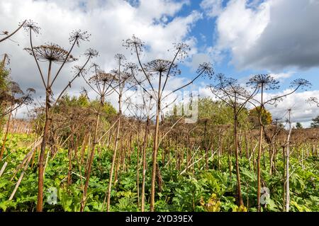 Kuh Pastinak oder das giftige Kraut im Sommer sonnigen Tag. Umweltproblem Stockfoto