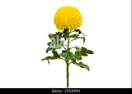 Chrysantheme isolieren gelbe Chrysanthemenblume, große Chrysanthemenblume isoliert auf weißem Hintergrund, mit Schnittpfad. Gelbe Chrysantheme f Stockfoto