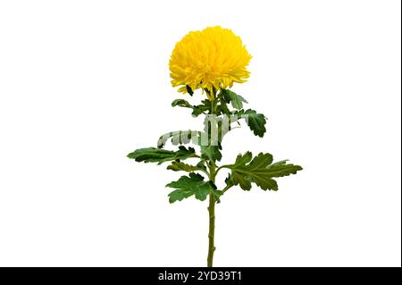 Chrysantheme isolieren gelbe Chrysanthemenblume, große Chrysanthemenblume isoliert auf weißem Hintergrund, mit Schnittpfad. Gelbe Chrysantheme f Stockfoto