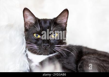 Eine schwarz-weiße Katze, die sich durch ihre auffälligen gelben Augen auszeichnet, liegt bequem auf einer weichen, flauschigen weißen Decke im Zimmer Stockfoto