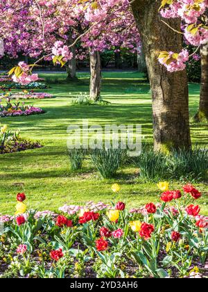 Ein Bett aus roten und gelben Papageientulpen und rosa Bellis-Gänseblümchen mit blühenden rosa Kirschbäumen im Hintergrund in einem städtischen öffentlichen Park in England. Stockfoto