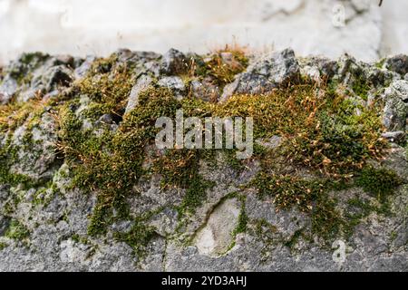 Eine Nahaufnahme von hellgrünem Moos, das auf einer verwitterten Steinoberfläche wächst, spiegelt die Schönheit der Natur wider, die unter rauen Bedingungen gedeiht. Stockfoto