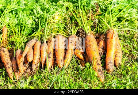 Frisch geerntete reife Karotten, die auf grünem Gras trocknen Stockfoto