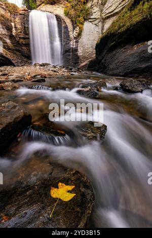 Gefallene Tulpenpappel (Liriodendron tulipifera) Blatt auf Fels bei Looking Glass Falls - Pisgah National Forest - in der Nähe von Brevard, North Carolina, USA Stockfoto