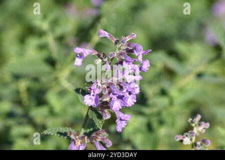 Nahaufnahme von violetten oder lilafarbenen Blüten von Nepeta racemosa, Katzenminze, Zwergkatze, Katzenminze Raceme. Familie Lamiaceae. Holländischer Garten, Herbst, August. Stockfoto