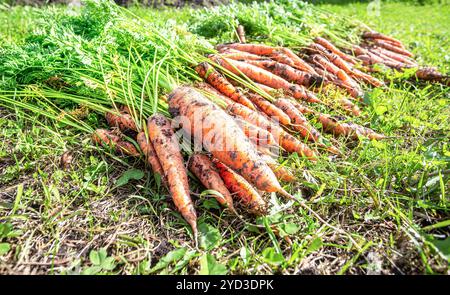 Geerntete Karotten trocknen auf grünem Gras Stockfoto