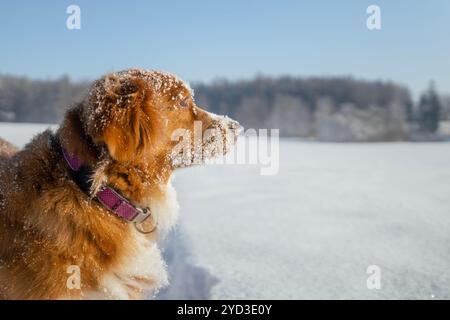 Glücklicher Hund beim Spaziergang im tiefen Schnee. Nova Scotia Duck Tolling Retriever in verschneite Landschaft. Stockfoto