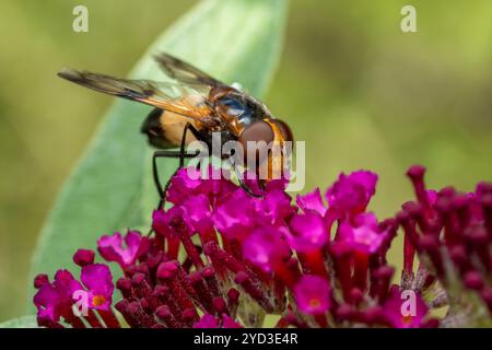 Pellucid Hoverfly - Volucella pellucens, schöne farbige hoverfly aus euroasischen Wiesen und Gärten, Zlin, Tschechische Republik. Stockfoto