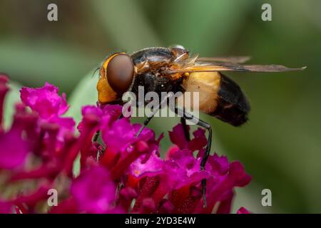 Pellucid Hoverfly - Volucella pellucens, schöne farbige hoverfly aus euroasischen Wiesen und Gärten, Zlin, Tschechische Republik. Stockfoto