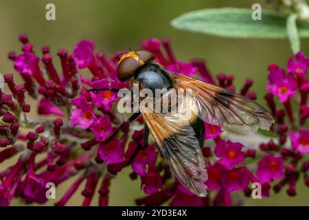 Pellucid Hoverfly - Volucella pellucens, schöne farbige hoverfly aus euroasischen Wiesen und Gärten, Zlin, Tschechische Republik. Stockfoto