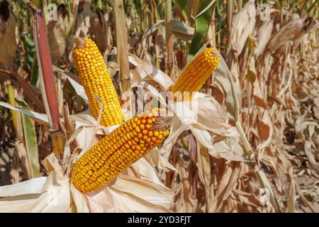 Drei reife Maisohren stehen zwischen üppig grünen Stängeln in einem Maisfeld und signalisieren die Erntezeit Stockfoto