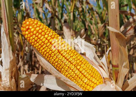 Nahaufnahme von Maisohren zwischen üppig grünen Stängeln in einem Maisfeld, die Erntezeit signalisieren Stockfoto