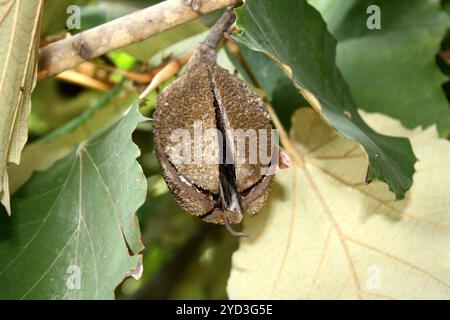 Bayurbaumfrüchte (Samenkapseln) (Pterospermum acerifolium) haben eine sehr raue Textur und sind manchmal mit braunen Haaren bedeckt. Stockfoto