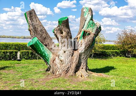 Großer Stumpf eines alten Baumes mit großem Stamm Stockfoto