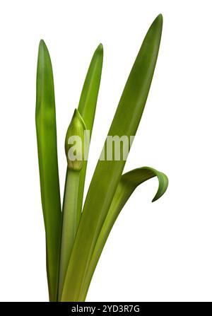 Ungeblasene amaryllis-Knospe und Blätter auf einem Weißen Stockfoto