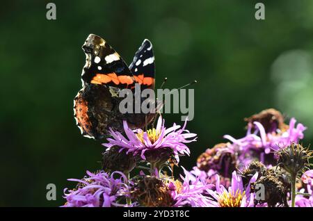 Roter Admiral Schmetterling vanessa atalanta auf Michaelmas Gänseblümchen. Dorset, Großbritannien, Oktober 2017 Stockfoto