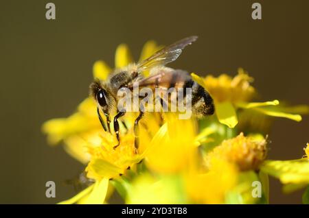 Nahaufnahme von Honigbienen (apis mellifera), die an Ragwortblüten Nektaren fressen. Dorset, Großbritannien, August 2025 Stockfoto