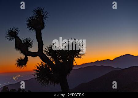 Silhouette eines Joshua-Baumes vor einer Bergkette und einem Abendhimmel Stockfoto