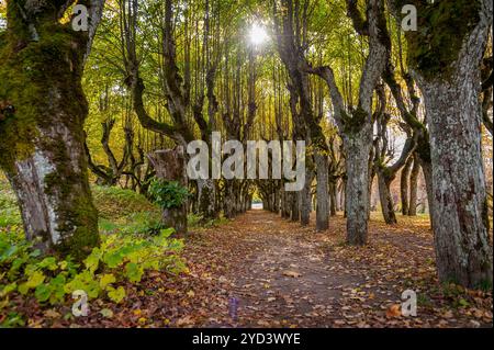 Alte Lindenallee im Park an einem Herbsttag. Straße zwischen den Bäumen, bedeckt mit gelbem umgestürzten Blättern. Gutshof Katvaru, Lettland. Stockfoto