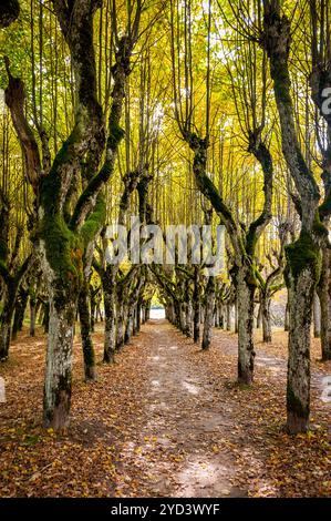 Alte Lindenallee im Park an einem Herbsttag. Straße zwischen den Bäumen, bedeckt mit gelbem umgestürzten Blättern. Gutshof Katvaru, Lettland. Stockfoto