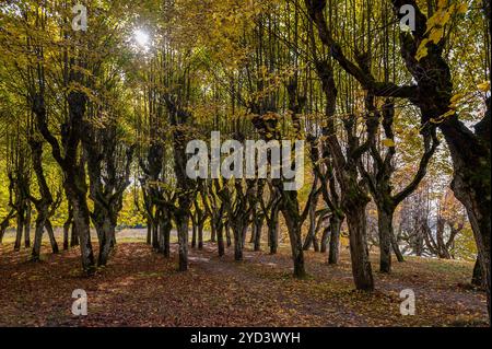 Alte Lindenallee im Park an einem Herbsttag. Straße zwischen den Bäumen, bedeckt mit gelbem umgestürzten Blättern. Gutshof Katvaru, Lettland. Stockfoto