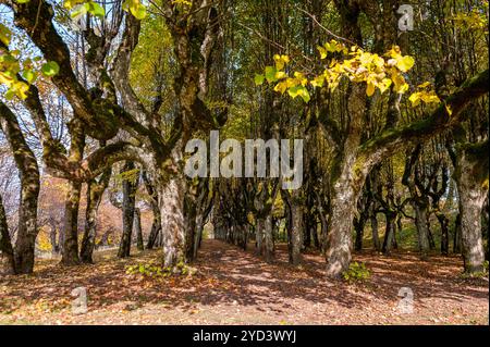 Alte Lindenallee im Park an einem Herbsttag. Straße zwischen den Bäumen, bedeckt mit gelbem umgestürzten Blättern. Gutshof Katvaru, Lettland. Stockfoto