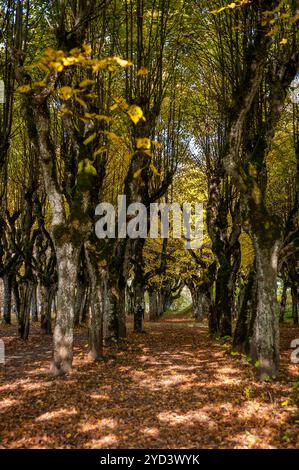 Alte Lindenallee im Park an einem Herbsttag. Straße zwischen den Bäumen; bedeckt mit gelbem umgestürzten Blättern. Gutshof Katvaru; Lettland. Stockfoto