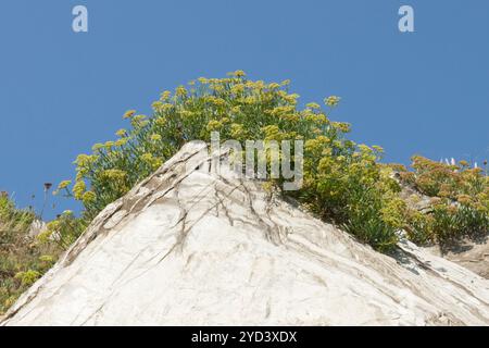 Rock Samphire, Crithmum maritimum, Cornwall, Großbritannien Stockfoto