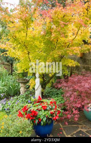 Acer Palmatum 'Sango-kaku' in einer Grenze mit Acer palmatum dissectum 'Garnet' im Topf, rote Begonien, Oktober Herbst Farbe, mit Statue einer hübschen Dame Stockfoto