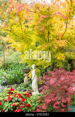 Acer Palmatum 'Sango-kaku' in einer Grenze mit Acer palmatum dissectum 'Garnet' im Topf, rote Begonien, Oktober Herbst Farbe, mit Statue einer hübschen Dame Stockfoto