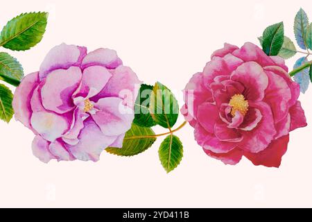 Rote, rosafarbene Rosenblüte. Isolierte Aquarellmalereien Original von Rosen und grünen Blättern im Frühling auf weißem Hintergrund. Malerei Illustration, Einladung Stockfoto