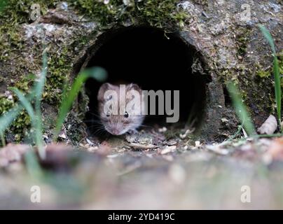 Eine süße Wühlmaus, die aus Einem Loch in einer Wand schaut Stockfoto